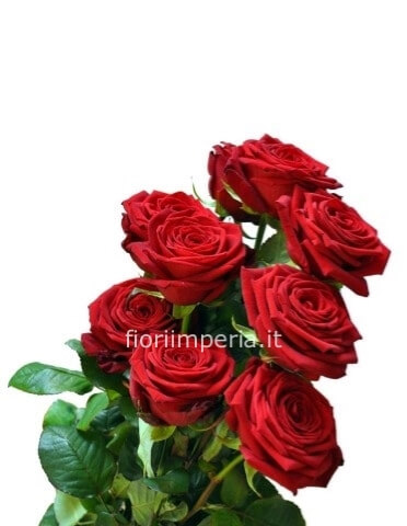 Rose Stelo Lungo