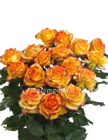 Rose arancio misura media 60 cm, 3 steli