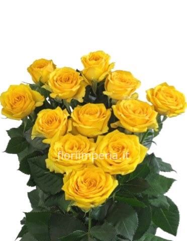 Rose gialle a steli, prima scelta, lunghezza 60 cm, 3 steli