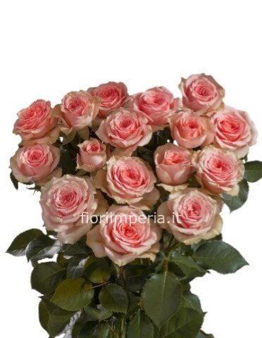 Rose rosa a steli, prima scelta, lunghezza 60 cm, 3 steli