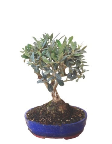 Pianta di bonsai ficus