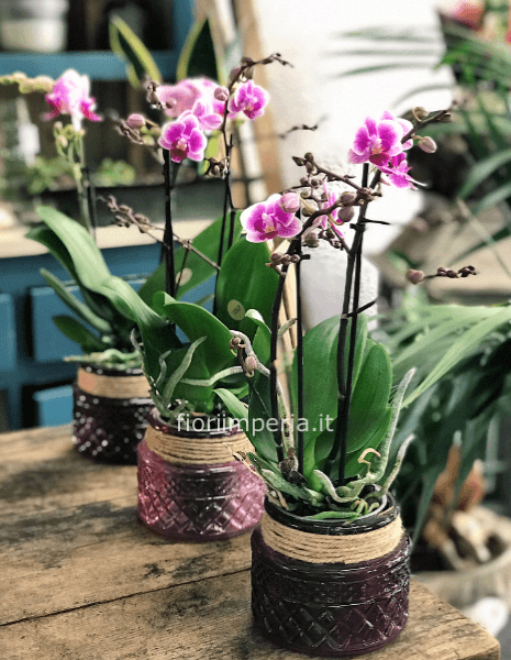 Omaggio da concordare a telefono al 3493230343