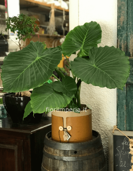 Alocasia