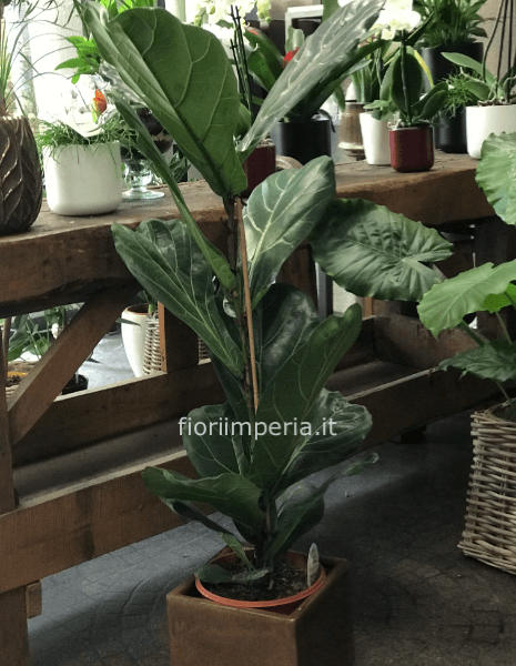 ficus lirata