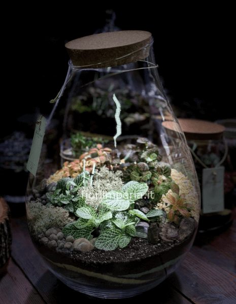 Terrarium di grande dimensione