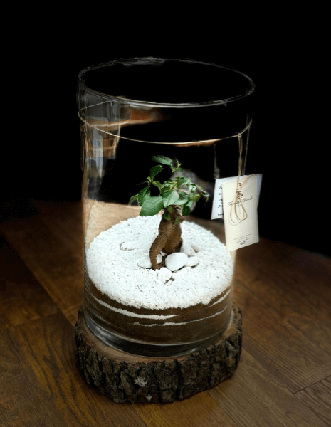 Terrarium con ficus